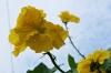 ǥ