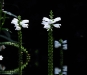 ǥ