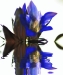 ǥ